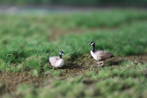 Des bernaches canadiennes en miniature sur un réseau ferroviaire miniature